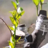 پیوند پسته ،  ترکه پسته ، نهال پسته موجودمیباشد