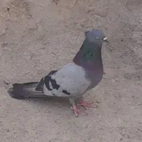 ۵۵۵۵