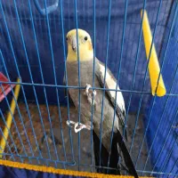 عروس هلندی