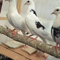فروش دو عدد جوجه تهرانی پرشی