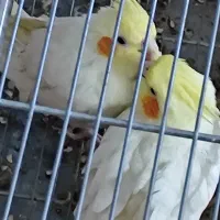 عروس هلندی تخم گذار