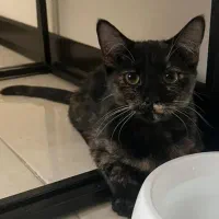 واگذاری گربه رایگان