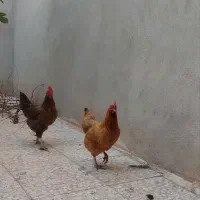 فروش فوری ۲مرغ محلی نطفه دار تخم گذار