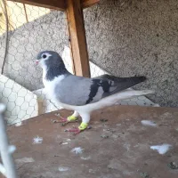 سبز سار سینه طوقی پلنگ تهرونی زاغ دمسفید ساده