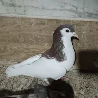 کبوتر پرشی ونقش