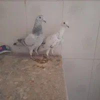 کبوتر آلمانی