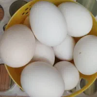 تخم مرغ محلی