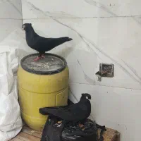 اهواز کوت عبدالله