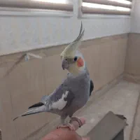 عروس هلندی سخنگو