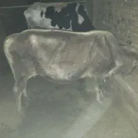 فروش گاو با گوساله