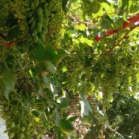 غوره عسگر درجه 1