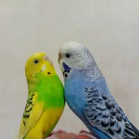 دوجفت مرغ عشق