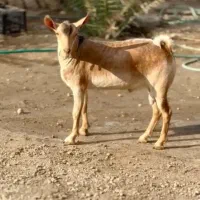 وارداتی اهوی