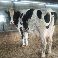 گاو 8ماه آبستن