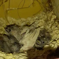فنچ با جوجه