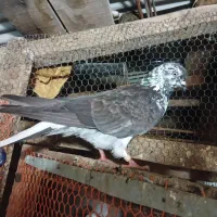 فروش،۷عد کبروتر اس وجوان