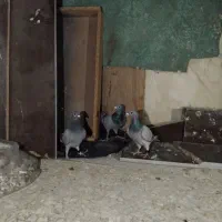 کبوتر مسافتی GPS دار