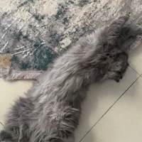 سگ کوچولو به سرپرستی میگیرم