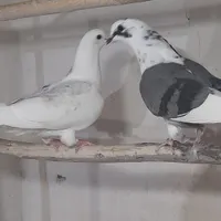 جوجه کبوتر پرشی