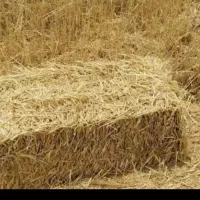 فروشنده پرس جو