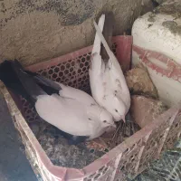 دمبی|پرنده|شهرضا, |دیوار