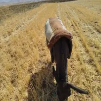 الاغ نر
