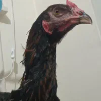 خروس