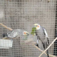 طوطی عروس هلندی