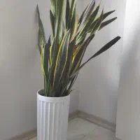 گیاه گل سانسوریا