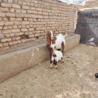 بز پاکستانی