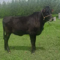 لیشه چالوسی نافدار گوساله گاو