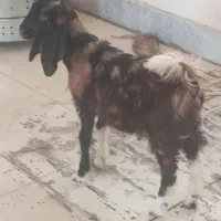 فروش بز