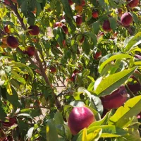 باغ-در-مجموعه-باغی-فرهیختگان