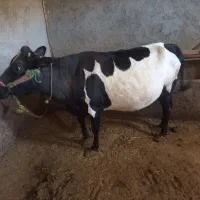 گاو