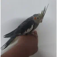عروس هلندی گم شده