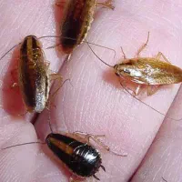 سم سوسک کش(این آخرین هزینه ایه که میکنید)