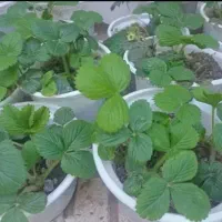 بوته توت فرنگی ارگانیک