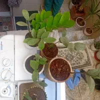 گل طبیعی زاموفیلی