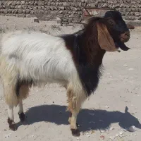 فروش کهره نر بزرگ پازن
