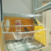 پرنده سهره کرمونی