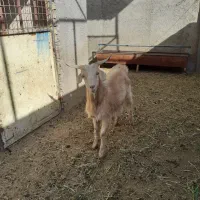 بزغاله نرفروشی|حیوانات مزرعه|جوادآباد, |دیوار