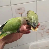 کوتوله فول دستی نرم خور