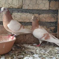 کفتر ۳۵ جفت.   یکجا یکجا  یکجا