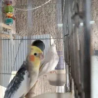 جفت عروس هلندی