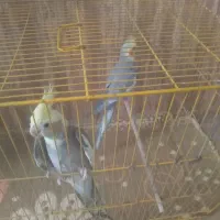 دوعددعروس هلندی نرسخنگو وماده دست اموزاست