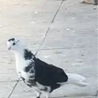 کفتر