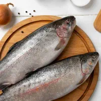 ماهی قزل الا گاماسیاب نهاوند(عمده و جزعی)