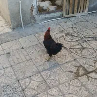 خروس