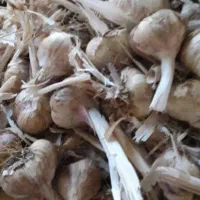 سیر