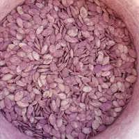 تخم کدو بذر مال